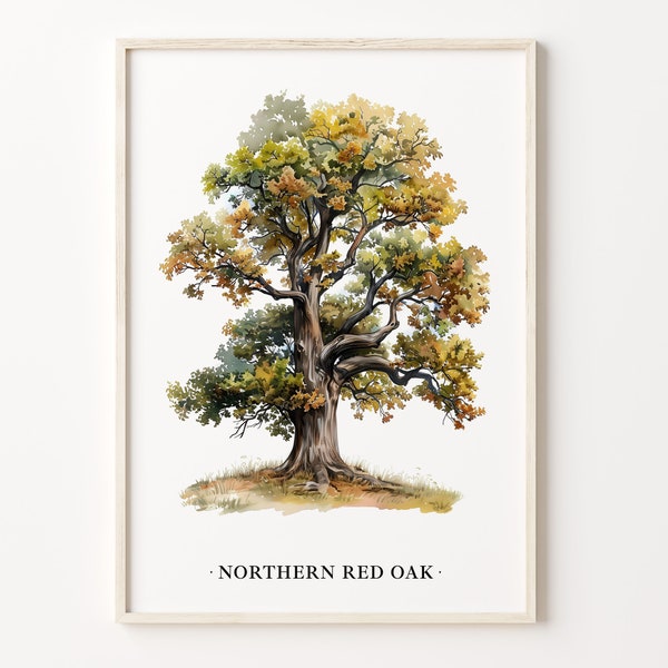 Northern Red Oak Tree Art Print: Botanical Nature Decor