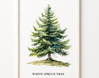 White Spruce Tree Art Print: Botanical Forest Wall Decor