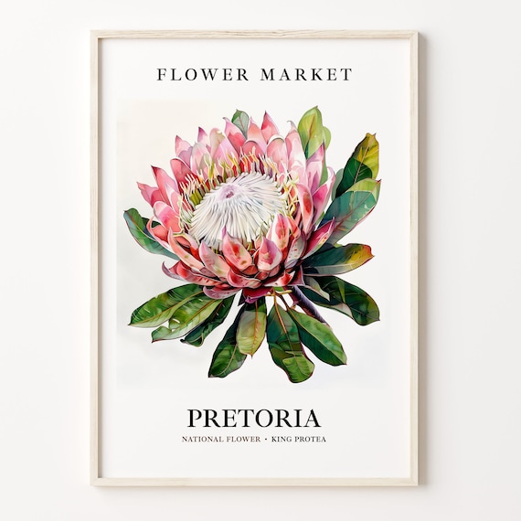 King Protea Flower Print: Pretoria South Africa Floral Art