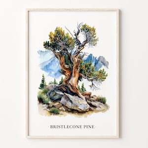 Bristlecone Pine Tree Art Print, Bristlecone Pine Wall Art, Nature Poster, Rustic Home Decor, Tree Artwork, C31-449
