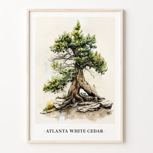 Atlanta White Cedar Tree Art Print, Wall Art Poster, Nature Decor, Botanical Illustration, Home Office Decor, Gift Idea, C31-450