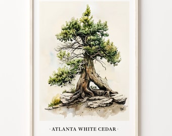 Atlanta White Cedar Tree Art Print: Botanical Illustration