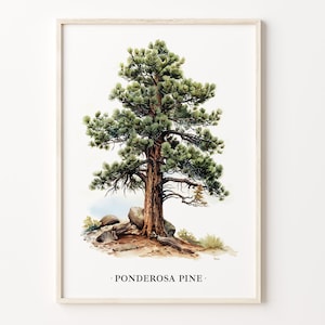 Ponderosa Pine Tree Art Print, Wall Art Poster, Nature Decor, Pine Tree Artwork, Forest Home Decor, C31-430