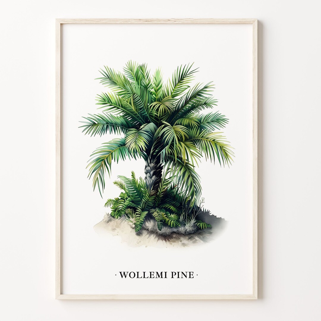 Wollemi Pine Tree Art Print: Botanical Illustration, Nature Decor - Etsy
