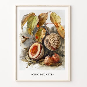 May include: A watercolour painting of Ohio buckeye nuts. The nuts are brown and have a spiky texture. The painting also features leaves in shades of green, yellow, and brown.