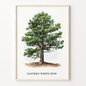 Eastern White Pine Tree Wall Art, Art Print, Nature Poster, Home Decor, Botanical Illustration, Pine Tree Artwork, C31-438