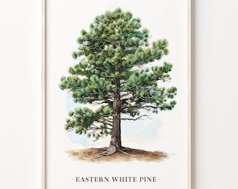 Eastern White Pine Tree Art Print: Botanical Illustration