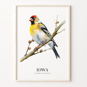 Iowa State Bird Art Print: Eastern Goldfinch & Prairie Rose