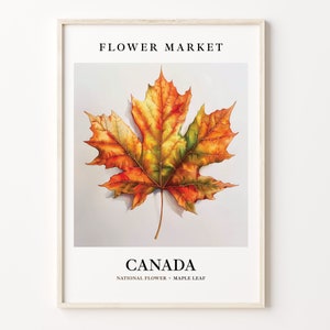 Canada Flower Market Art Print, Maple Leaf Wall Art, Botanical Pastel Artwork, Canada Flower Decor, C31-321