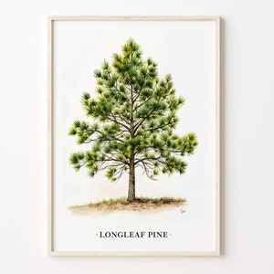 Longleaf Pine Tree Art Print, Longleaf Pine Tree Wall Art, Botanical Poster, Nature Home Decor, Gift for Plant Lovers, C31-433