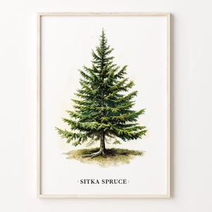 Sitka Fichte Kunstdruck, Wand Kunst Poster, Natur Dekor, Botanische Illustration, Wald Kunstwerk, C31-432