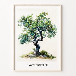 Hawthorn Tree Art Print: Botanical Nature Wall Decor