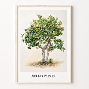 Maulbeerbaum, Maulbeerbaum Kunstdruck, Natur Poster, Botanische Dekoration, Wohnzimmer Wandkunst, C31-473