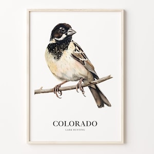 Colorado State Bird & Flower Art Print, Colorado Wall Art, Home Decor, State Flower Print, Colorado Art, C31-123