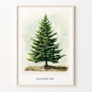 Balsam Fir Tree Art Print, Christmas Tree Wall Art, Botanical Poster, Nature Print, Holiday Decor, Eco-Friendly, C31-446