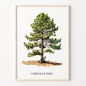 Loblolly Pine Tree Art Print, Wall Art Poster, Nature Botanical Decor, Pine Tree Illustration, Home Office Decor, C31-482
