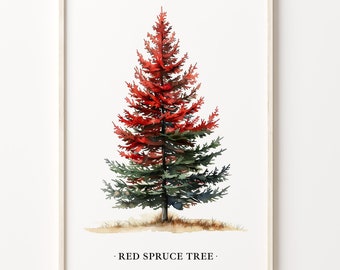 Red Spruce Tree Art Print: Botanical Forest Illustration