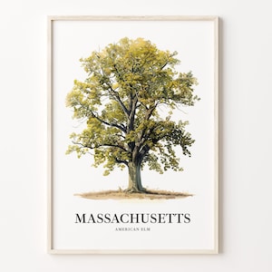 Massachusetts State Tree Art Print, American Elm Wall Art, State Symbol Artwork, Home Decor, Nature Illustration, C31-19