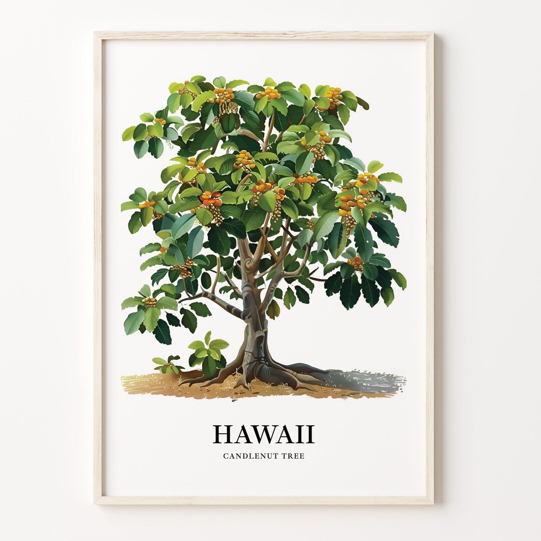Candlenut Tree Art Print: Hawaii State Botanical Decor - Etsy