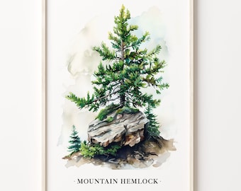 Mountain Hemlock Tree Art Print: Botanical Forest Illustration