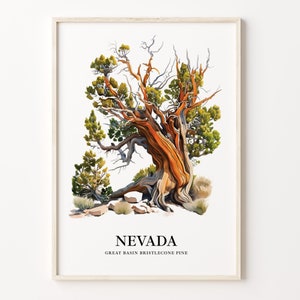 Nevada State Tree Art Print, Great Basin Bristlecone Pine Wall Art, State Symbol Artwork, Nature Decor, C31-21