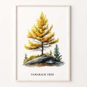 May include: Watercolor painting of a tamarack tree with yellow needles, standing on a rocky outcrop. The tree is surrounded by smaller evergreen trees. The painting is titled "Tamarack Tree."