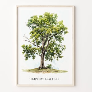 Slippery Elm Tree Art Print: Botanical Nature Poster