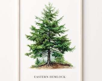 Eastern Hemlock Tree Art Print: Botanical Woodland Decor