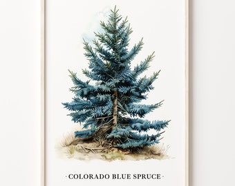 Colorado Blue Spruce Tree Art Print: Botanical Nature Decor