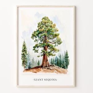 Giant Sequoia Tree Art Print, Sequoia Wall Art Poster, Large Tree Decor, Nature Art, Forest Print, Home Office Decor, C31-478