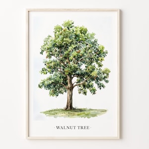 Impresión artística de nogal, arte de pared botánico, póster de nogal, decoración natural, decoración del hogar con temática de bosques, regalo para amantes de los árboles, C31-472