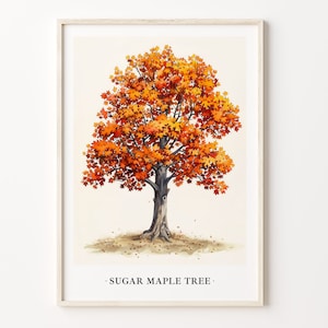Zuckerahorn Baum Kunstdruck, Wand Kunst Poster, Botanische Ahorn Baum Dekoration, Natur Illustration, Wohnkultur, C31-487