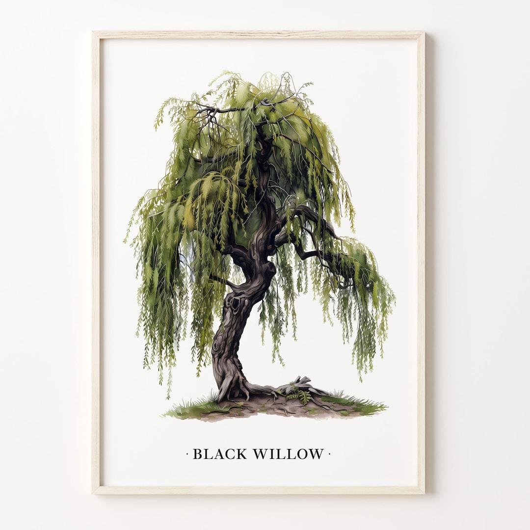 Black Willow Tree Art Print, Wall Art Poster, Nature Decor, Minimalist ...