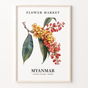 Myanmar Padauk Flower Art Print: 1960s Botanical Pastel Artwork