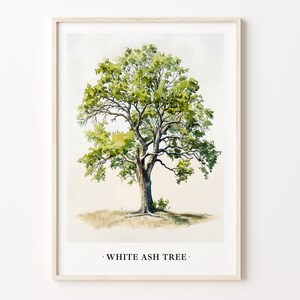 White Ash Tree Art Print: Botanical Nature Poster