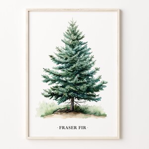 Fraser Fir Tree Art Print, Wall Art Poster, Nature-Inspired Home Decor, Christmas Tree Artwork, Holiday Gift Idea, C31-509