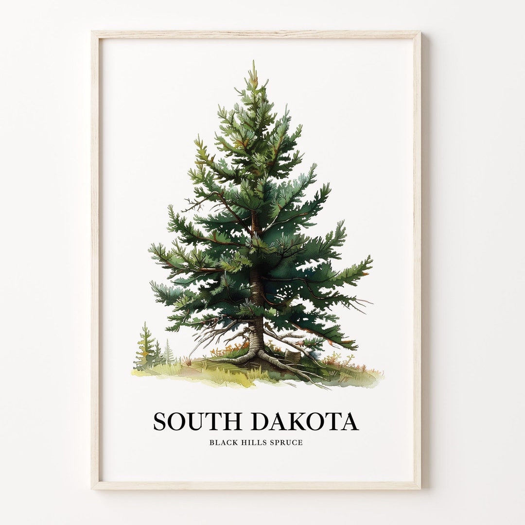 Black Hills Spruce Art Print: South Dakota State Tree Illustration - Etsy