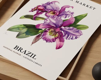 Cattleya Labiata Art Print: Brazil National Flower, 1960s