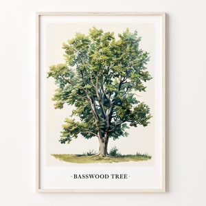 Basswood Tree Art Print, Nature Wall Art Poster, Botanical Home Decor, Basswood Tree Illustration, Eco-Friendly Decor, C31-533