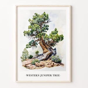 Western Juniper Tree Art Print, Juniper Tree Wall Art, Botanical Poster, Nature Decor, Rustic Home Decor, Tree Artwork, C31-471
