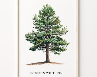 Western White Pine Tree Art Print: Botanical Illustration