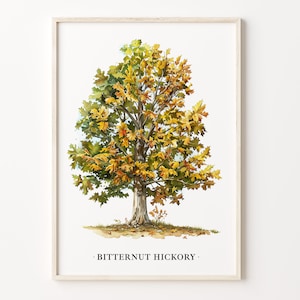 May include: A watercolor painting of a Bitternut Hickory tree with yellow and green leaves. The tree is depicted in a natural setting with fallen leaves on the ground. The text "BITTERNUT HICKORY" is written below the tree.
