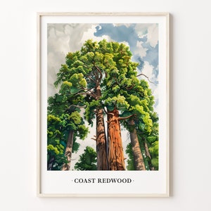 Küstenmammutbaum Kunstdruck, Wand Kunst Poster, Natur Dekor, Wald Landschaft, Botanische Illustration, Haus Büro Dekor, C31-499