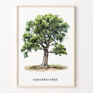 May include: A watercolor illustration of a Sassafras tree with green leaves and a brown trunk. The tree is set against a white background and the text "SASSAFRAS TREE" is printed below the tree.