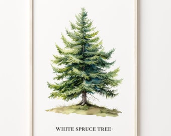 White Spruce Tree Art Print: Botanical Nature Decor