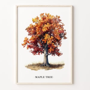 Könnte beinhalten: Ein Aquarellbild eines Ahornbaums mit roten, orangefarbenen und gelben Blättern. Der Baum steht auf einem weißen Hintergrund mit dem Text "MAPLE TREE" darunter.