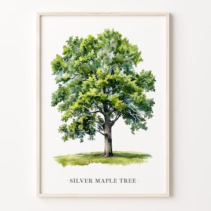 Könnte beinhalten: Ein Aquarellbild eines Silberahorns mit grünen Blättern. Der Baum ist in einer natürlichen Umgebung mit einem kleinen Stück grünem Gras an seiner Basis dargestellt. Der Text "SILVER MAPLE TREE" ist unter dem Baum geschrieben.