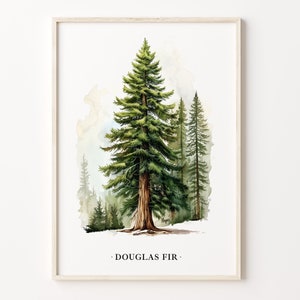 Douglas Fir Tree Art Print, Wall Art Poster, Nature Decor, Botanical Illustration, Forest Theme, Home Decor, C31-431