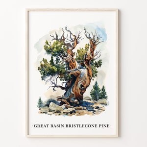 Great Basin Bristlecone Pine Tree Art Print, Wall Art Poster, Nature Decor, Botanical Illustration, Home Office Decor, C31-452