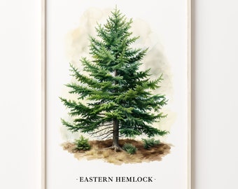 Eastern Hemlock Tree Art Print: Botanical Forest Illustration